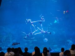 -烟台海昌鲸鲨海洋公园