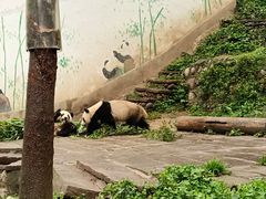 -中国大熊猫保护研究中心雅安碧峰峡基地