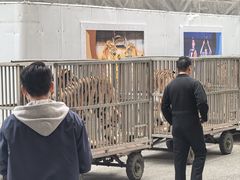 -上海马戏城