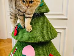-momokira米努特·德文卷毛猫·棉花面纱犬