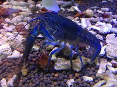 iphone_upload_pic-上海大自然野生昆虫馆