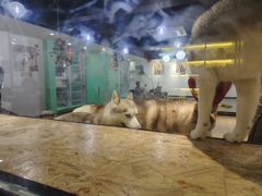 -Husky Go! 哈士奇体验馆·宠物咖啡厅狗咖