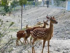 -新疆天山野生动物园