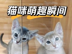 -猫十亿·布偶金渐层·曼基康矮脚猫舍(青年路店)