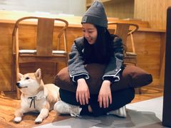 -柴务处·柴犬主题狗咖