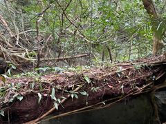 -七仙岭温泉国家森林公园