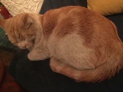 -Sirena海妖日咖夜酒