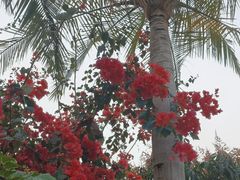 -云溪植物园