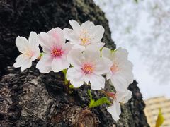 -上野公园花园稻荷神社(忍岡稲荷神社)