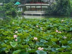 -荔湾湖公园