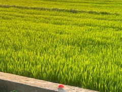 -光明小镇欢乐田园