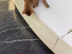 -小猫来了·猫咪专售(红山六九七九店)