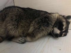 -浣熊柯尔鸭土拨鼠·电玩咖
