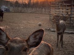 -安德鲁户外烧烤帐篷营地(马泉营店)