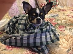 -严国平动物医院(德政总院)