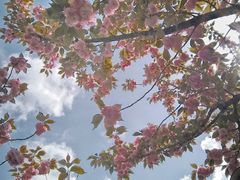 -高东镇樱花园