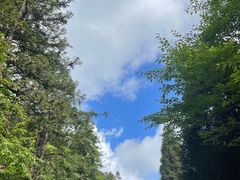 -武陵山森林公园