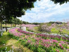 -天适樱花悠乐园