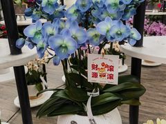 -荷兰花海