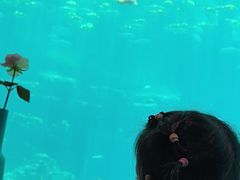 -海棠湾洲际-涛·海底餐厅·美人鱼·自助餐·海底隧道