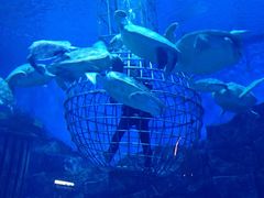 -芜湖新华联大白鲸海洋公园