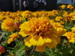 -金牌老碗时尚陕菜(王府井百货店)