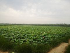 -西青郊野公园