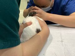 -雨林宠物医院 非犬猫异宠专科