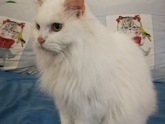 -Anne猫窝咖啡屋