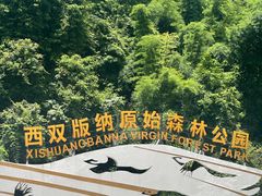 -西双版纳原始森林公园