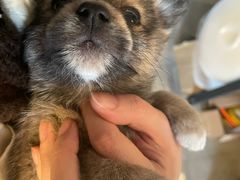 -米苏动物医院·犬猫专科·骨科外科内窥镜