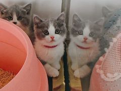 -糯米喵星人总部直营旗舰店·猫舍·幼猫出售