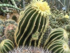 -深圳仙湖植物园