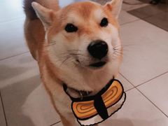 -柴务处·柴犬主题狗咖