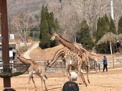 -大连森林动物园