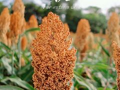 -三圣花乡旅游区