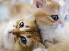 -飞行喵MR PILOT|猫舍·猫咖(静安大融城店)