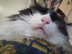 -平行世界·猫咖(首经贸店)