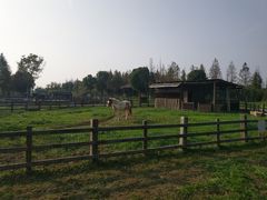 -田园东方蜜桃村的田野营地
