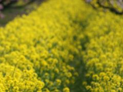 -南汇桃花村