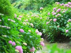 -上海共青森林公园