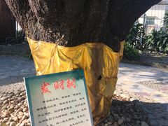 -瑞丽独树成林风景区