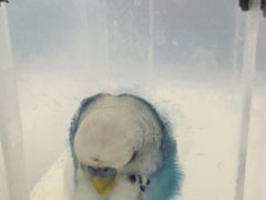 -爱侣宠医·鹦鹉专科·小型哺乳类·异宠专科(灵石路店)