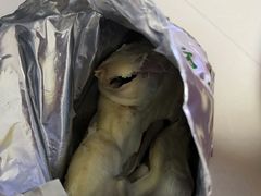 -徐家鸭子·非遗烤鸭(老门东店)