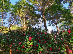 -深圳国际园林花卉博览园