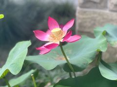 -杭州植物园