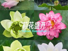 -莲花池公园