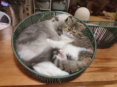 -Cappucimeow猫咪咖啡馆(韦伯时代店)