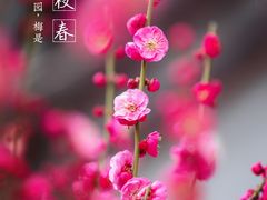 -无锡梅园公园