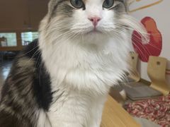 -柴迷FANS CLUB·柴犬狗咖·猫咖